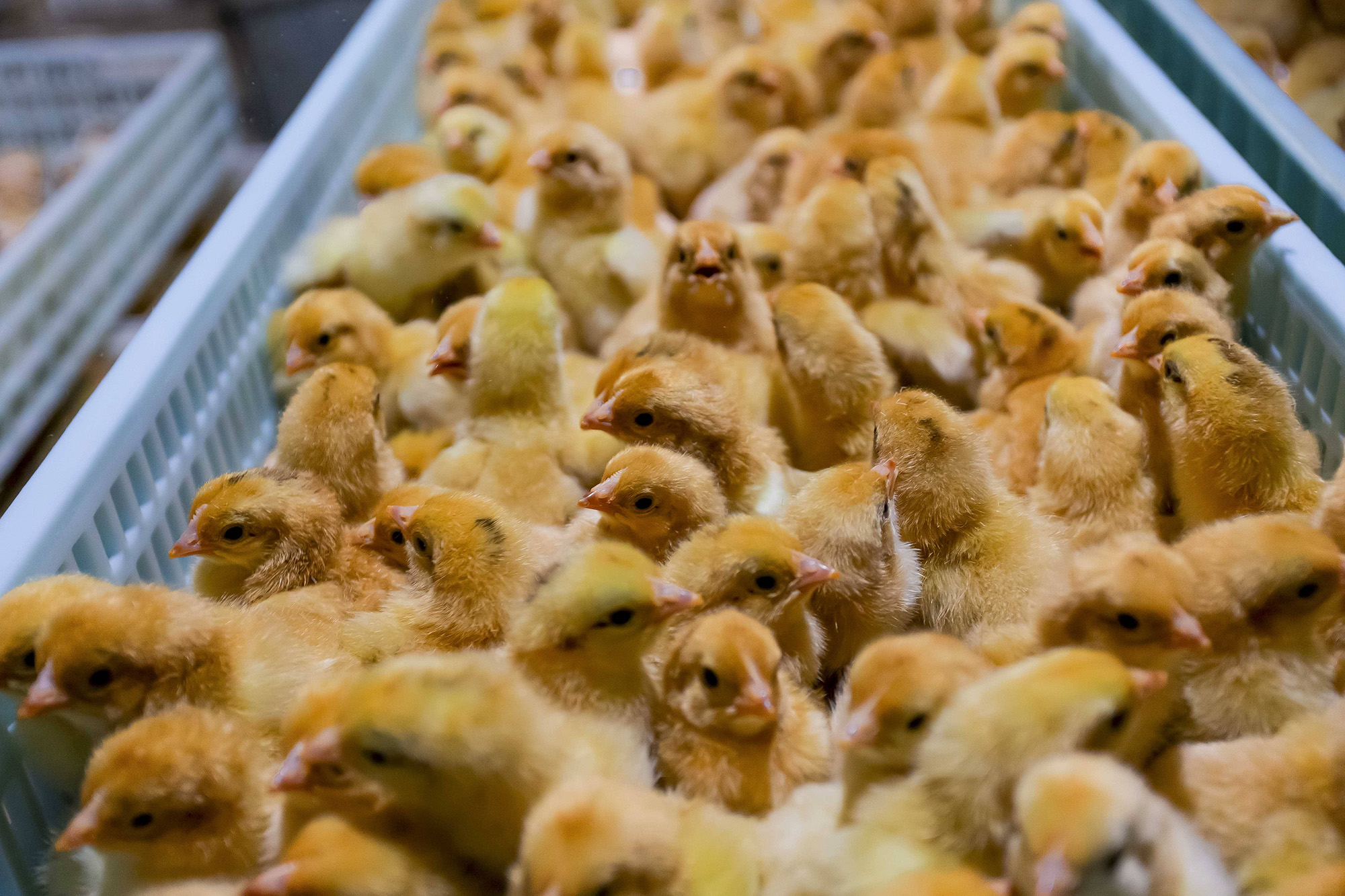 金年会PLC助力畜牧业孵化厅迈向智能高效时代 金年会PLC助力畜牧业孵化厅迈向智能高效时代